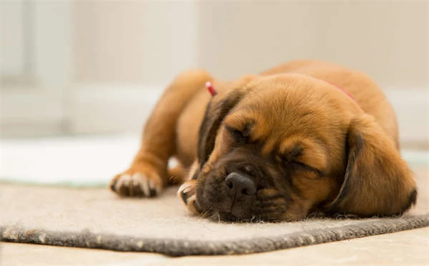 犬のしつけで信頼関係を築く3つの科学的方法