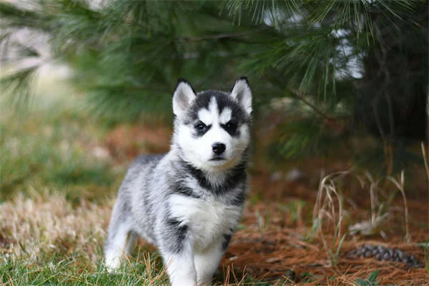 犬のしつけで信頼関係を築く3つの科学的方法