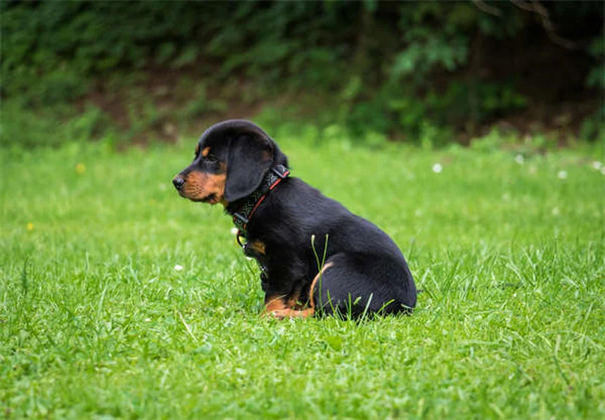 犬のしつけで信頼関係を築く3つの科学的方法