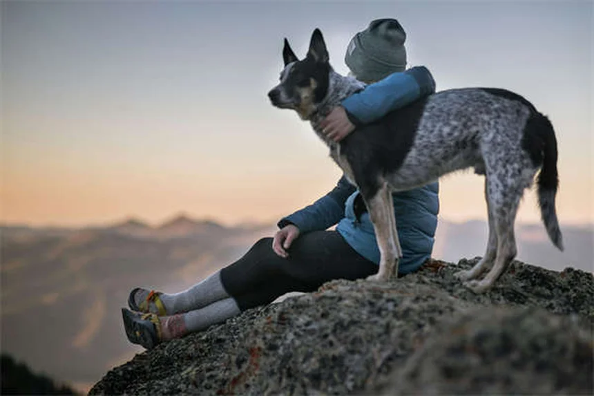 犬のしつけで信頼関係を築く3つの科学的方法