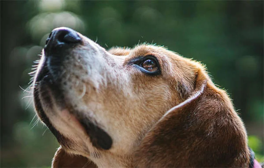 子犬のグルーミングはいつから？プロが教える正しい開始時期とコツ