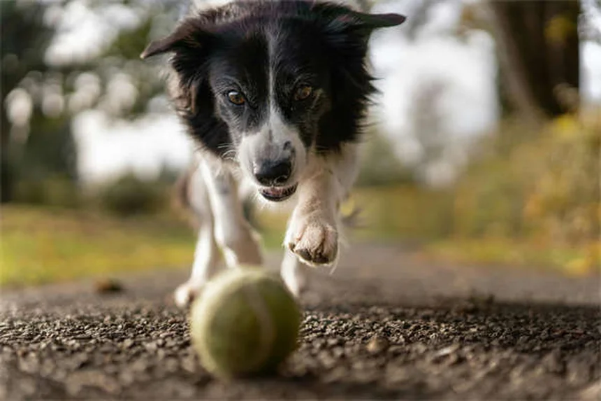 子犬のグルーミングはいつから？プロが教える正しい開始時期とコツ