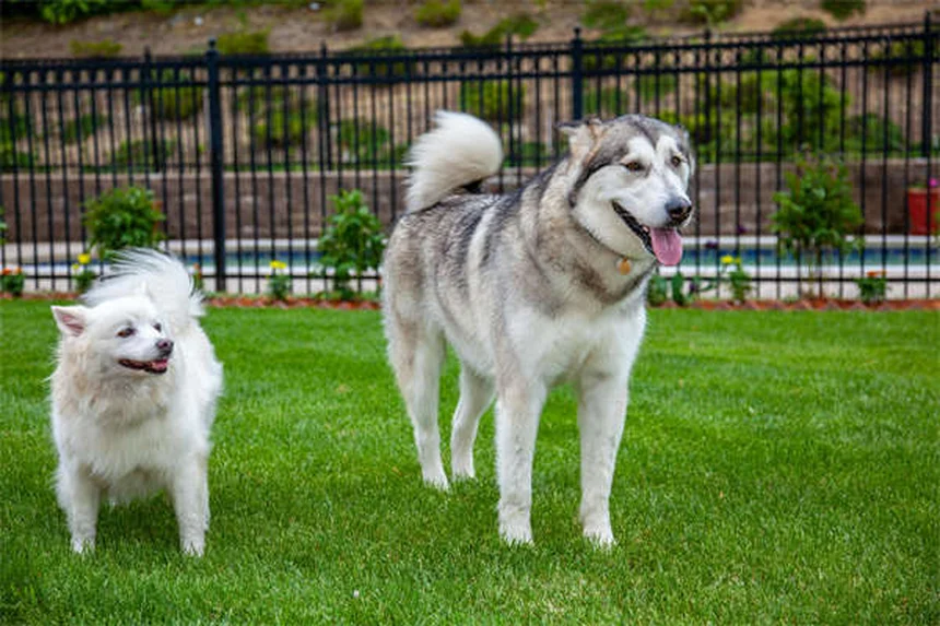 シニア犬のしつけは可能？老犬でも楽しく学べるトレーニング法
