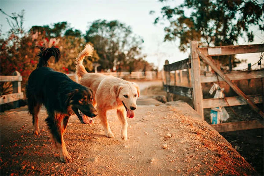 シニア犬のしつけは可能？老犬でも楽しく学べるトレーニング法