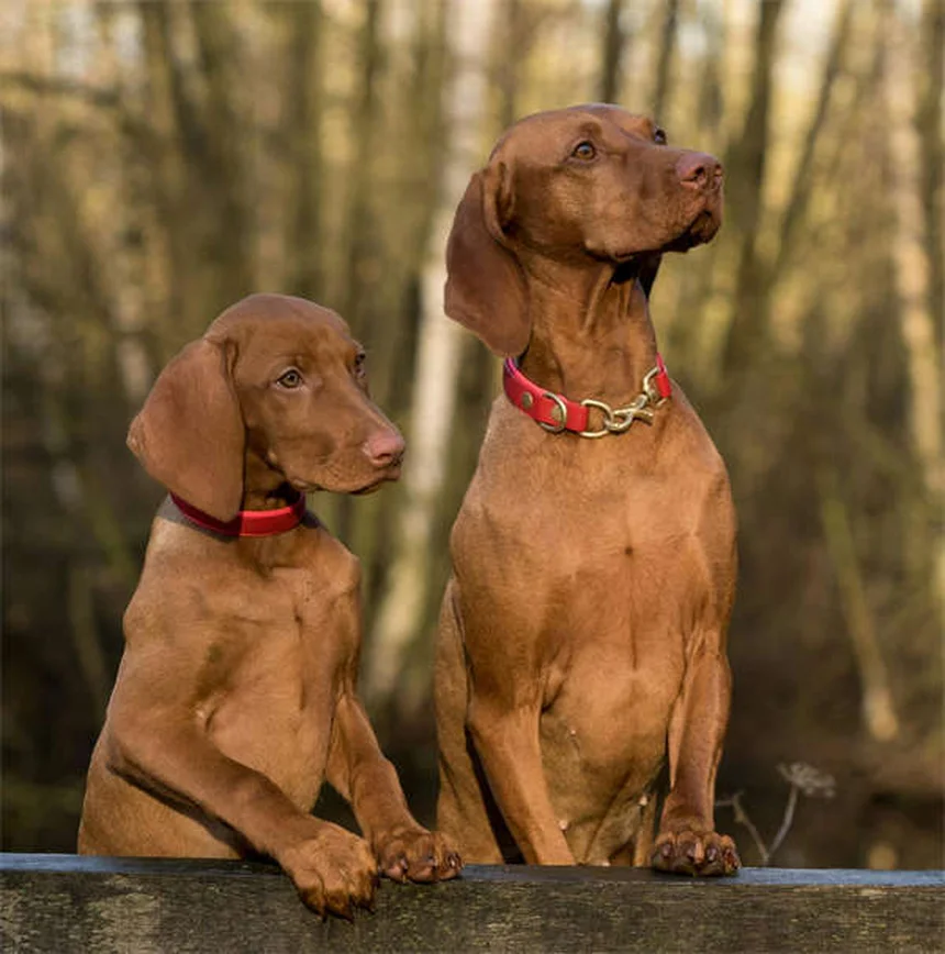 シニア犬のしつけは可能？老犬でも楽しく学べるトレーニング法