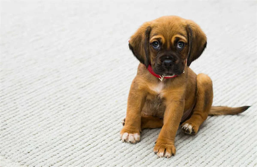 シニア犬のしつけは可能？老犬でも楽しく学べるトレーニング法