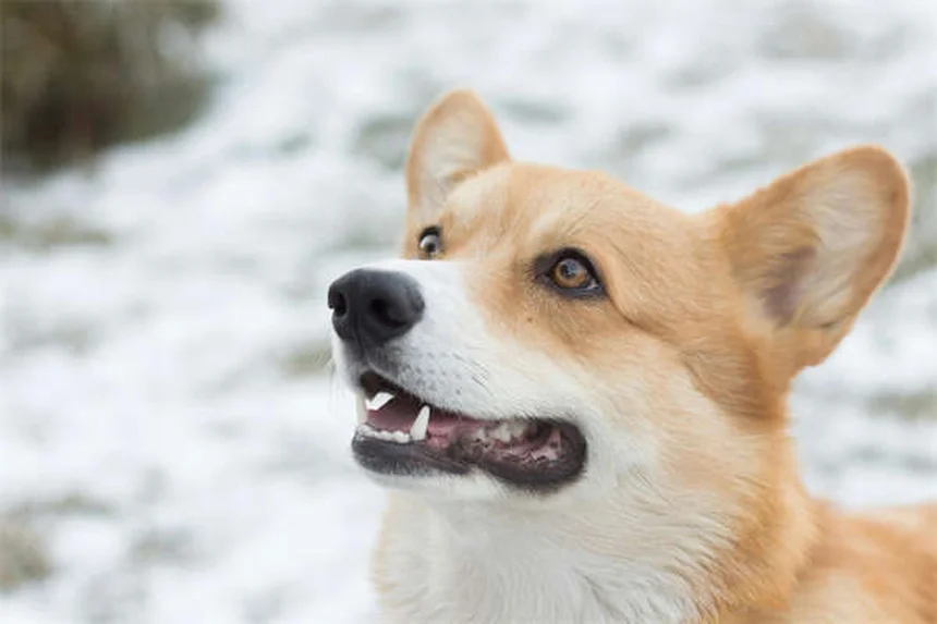 犬の呼吸が荒い時の緊急対処法｜獣医師が教える危険なサイン