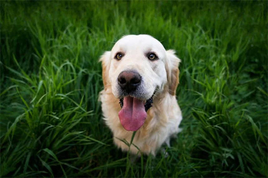 犬のリンパ節腫脹の原因と対処法【獣医師が解説】