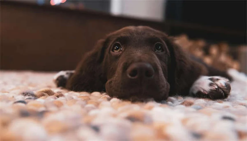 犬の拡張型心筋症（DCM）とは？症状・原因から治療法まで徹底解説