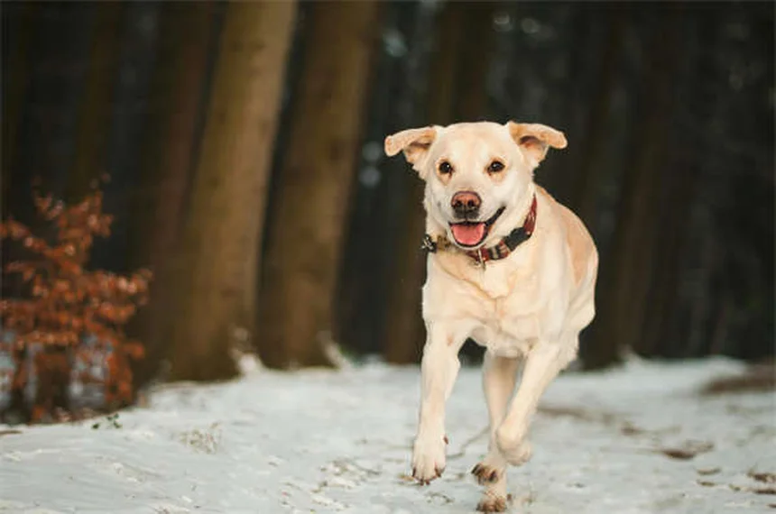 犬の拡張型心筋症（DCM）とは？症状・原因から治療法まで徹底解説
