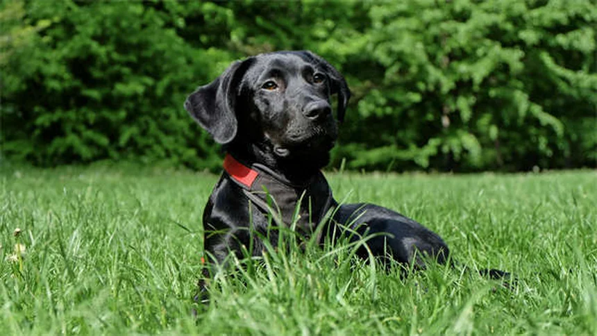 犬の拡張型心筋症（DCM）とは？症状・原因から治療法まで徹底解説