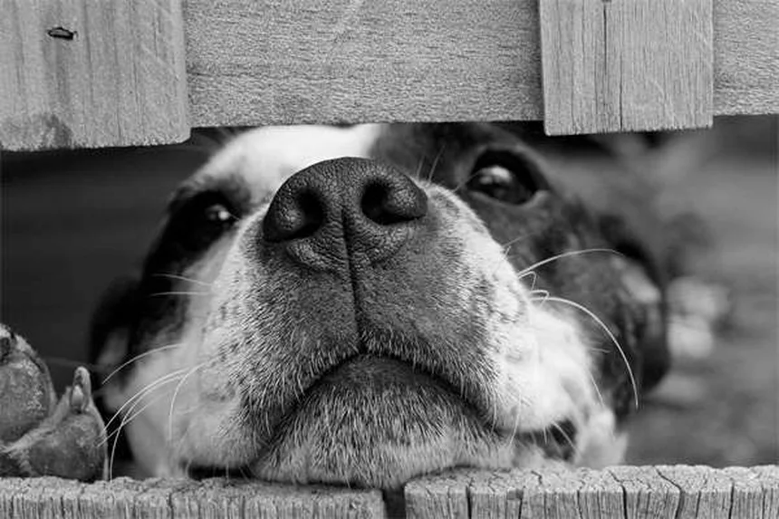 犬の拡張型心筋症（DCM）とは？症状・原因から治療法まで徹底解説