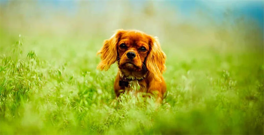 犬のてんかん発作とは？症状と対処法を獣医師が解説