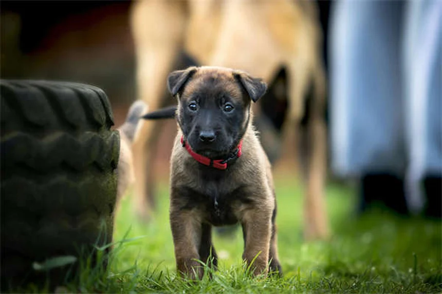 愛犬が外を怖がる理由と解決法【獣医師監修】