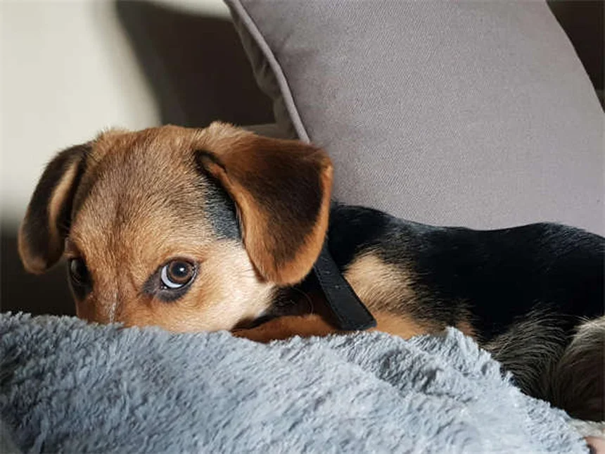 愛犬が外を怖がる理由と解決法【獣医師監修】
