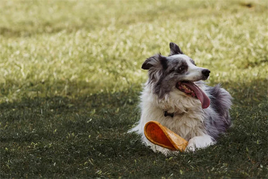 愛犬が外を怖がる理由と解決法【獣医師監修】