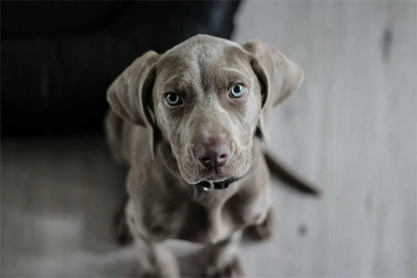 愛犬が外を怖がる理由と解決法【獣医師監修】