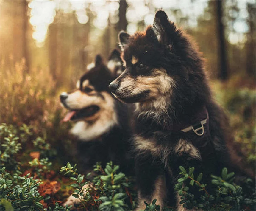 犬のマダニ対策で知っておきたい14の疑問と予防法
