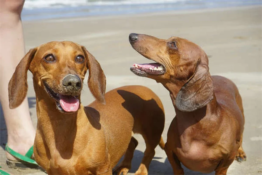 犬のマダニ対策で知っておきたい14の疑問と予防法