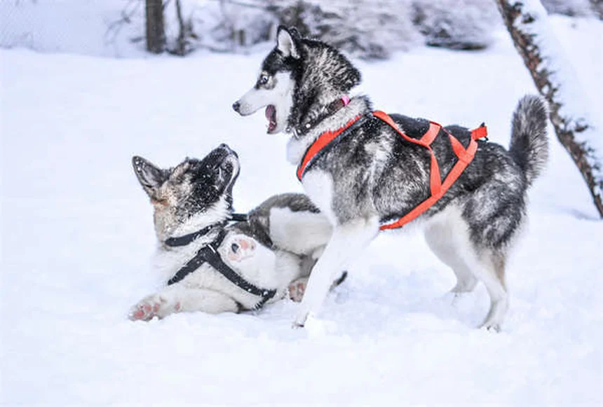 犬の心臓発作とは？症状と対処法を獣医が解説