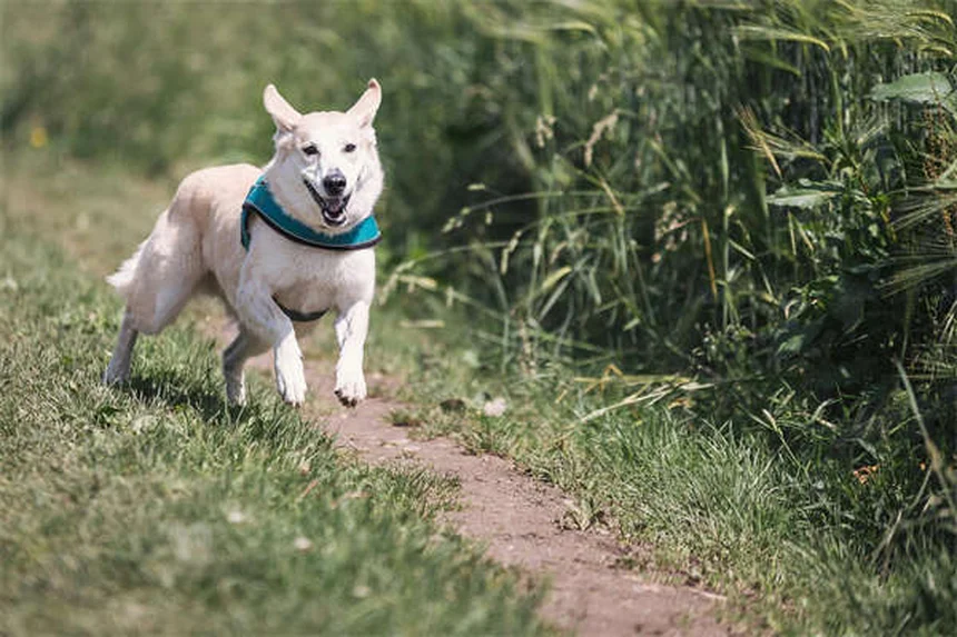 子犬の不安解消法5選｜初めての環境でも安心させるコツ