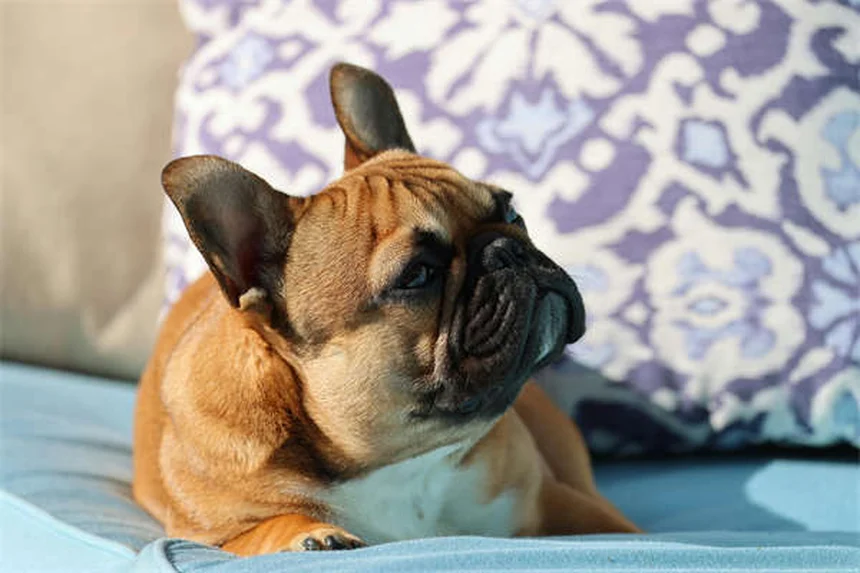子犬の不安解消法5選｜初めての環境でも安心させるコツ