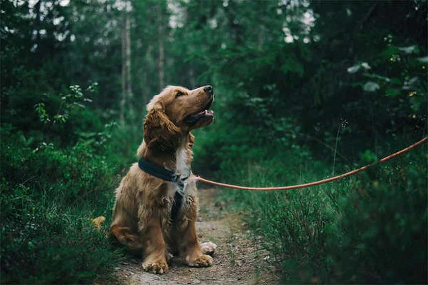 子犬の不安解消法5選｜初めての環境でも安心させるコツ