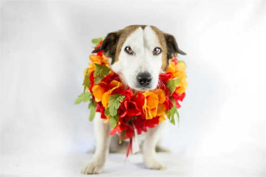 ウサギのstertorとstridor：呼吸トラブルの原因と対処法5選