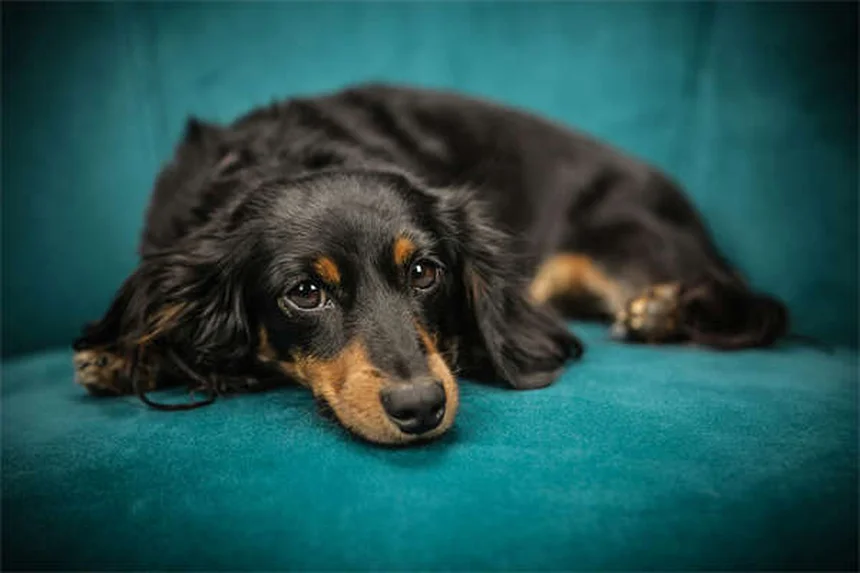 犬猫の血液検査でわかること｜費用相場と結果の正しい読み方