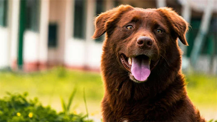 犬猫の血液検査でわかること｜費用相場と結果の正しい読み方