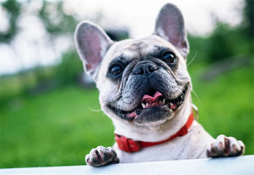 犬猫の血液検査でわかること｜費用相場と結果の正しい読み方