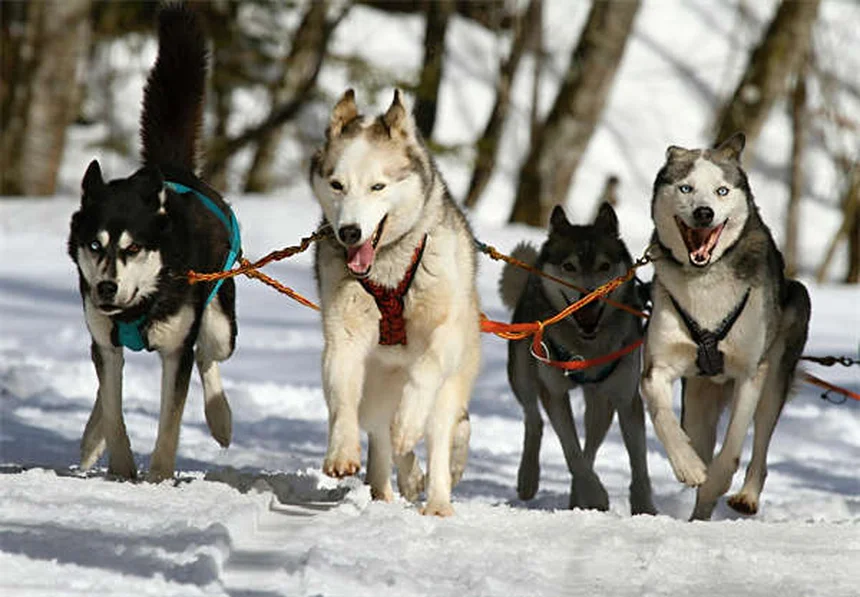 犬猫の血液検査でわかること｜費用相場と結果の正しい読み方