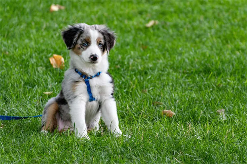 子犬の初めての動物病院で知っておくべき7つのポイント