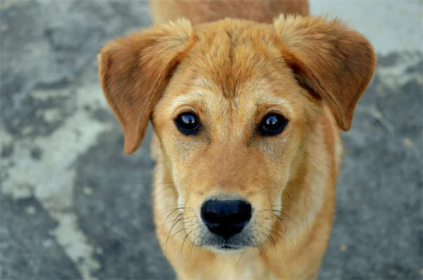 子犬の初めての動物病院で知っておくべき7つのポイント